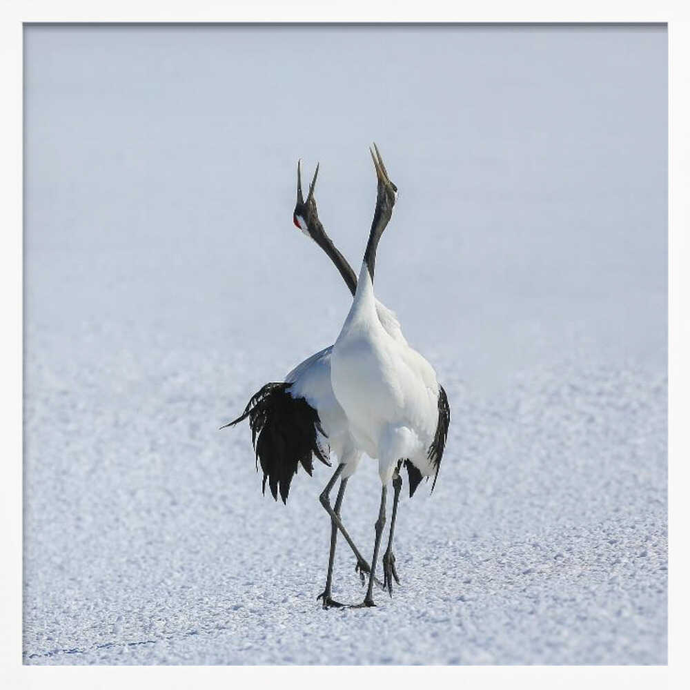 Japanese Cranes Courtship Dance Art Print UK — Japanese Dark Wall Art — Living Room — Wall It All Prints