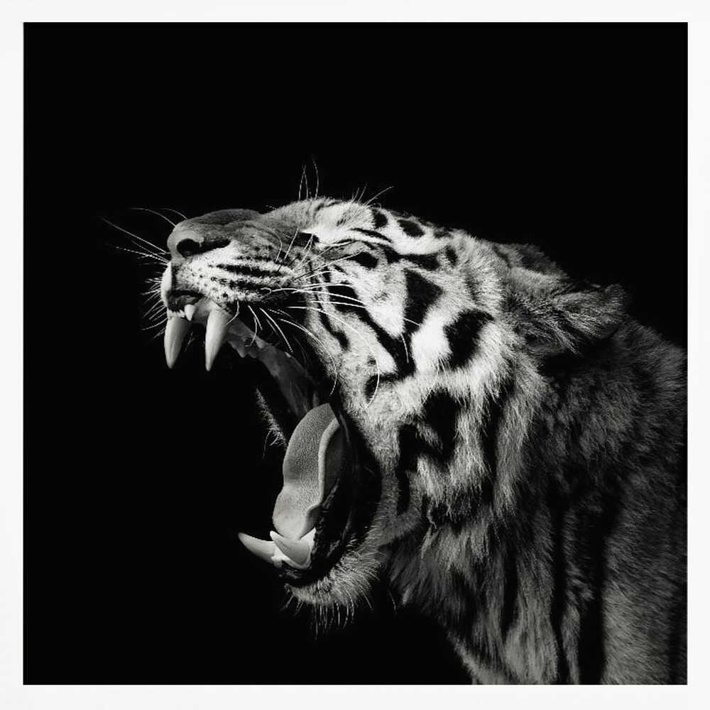 Roaring Tiger Portrait Art Print UK — Dark Moody Dark Wall Art — Living Room — Wall It All Prints