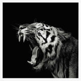 Roaring Tiger Portrait