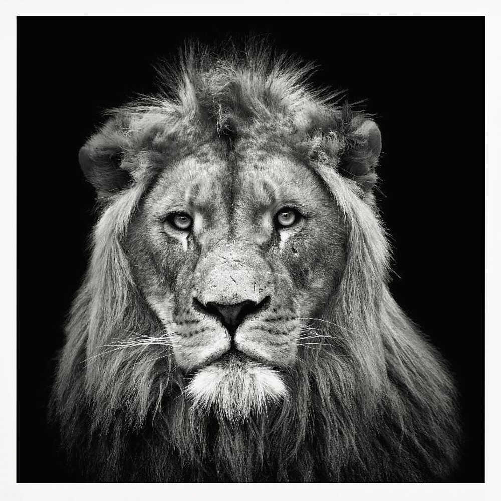 Majestic Lion Portrait Art Print UK — Portrait Dark Wall Art — Living Room — Wall It All Prints