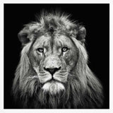 Majestic Lion Portrait
