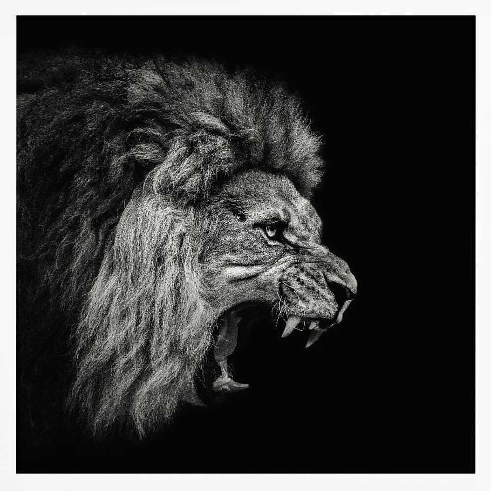 Fierce Roaring Lion