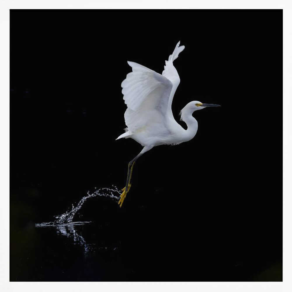 Graceful Egret Takes Flight Art Print UK — Dark Moody Dark Wall Art — Office — Wall It All Prints