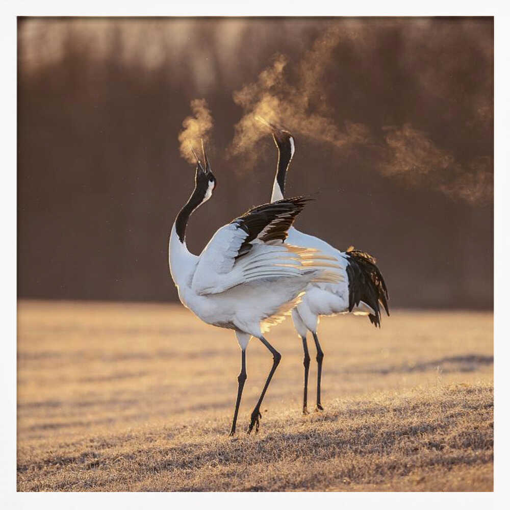 Cranes Golden Breath Art Print UK — Animal Calm Wall Art — Living Room — Wall It All Prints