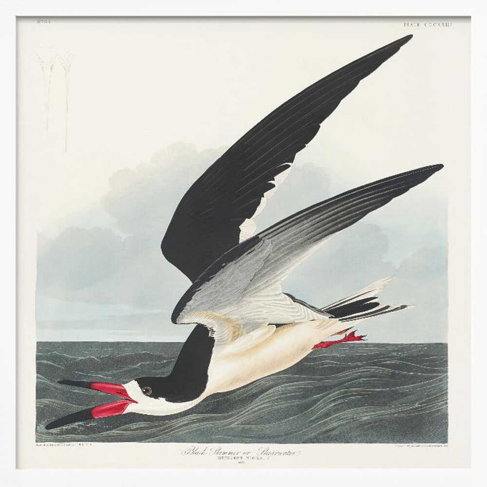 Black Skimmer From Birds of America (1827)
