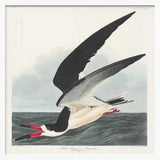 Black Skimmer From Birds of America (1827)