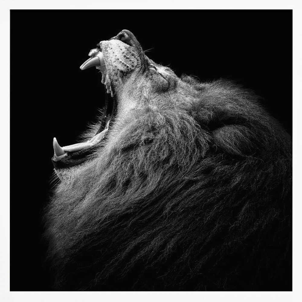 Majestic Roaring Lion Art Print UK — Dark Moody Dark Wall Art — Living Room — Wall It All Prints
