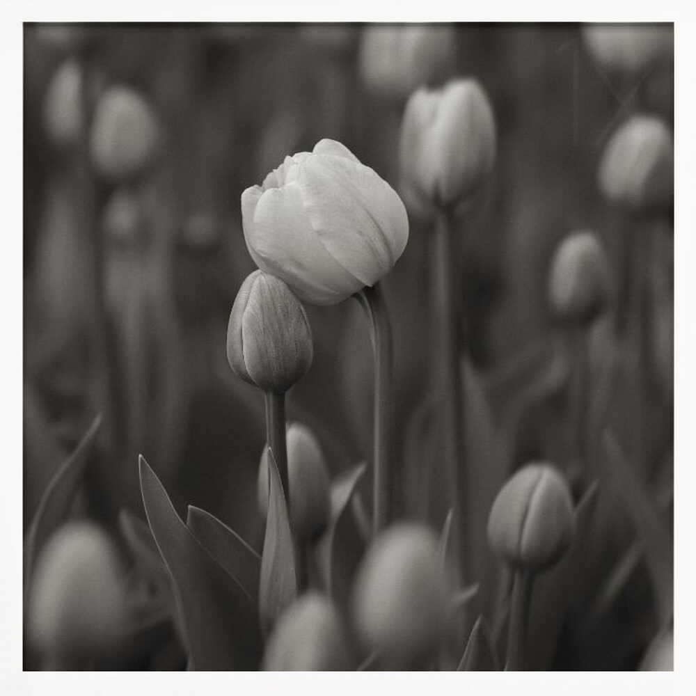 Soft Black White Tulips Art Print UK — Botanical Calm Wall Art — Living Room — Wall It All Prints