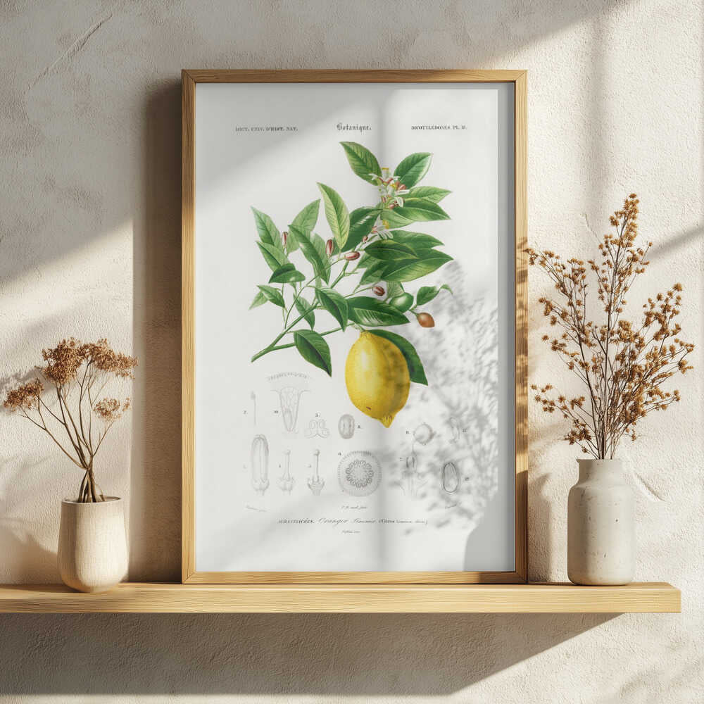 Lemon (citrus Limonium) Art Print UK — Botanical Vibrant Wall Art — Kitchen — Wall It All Prints