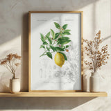 Lemon (citrus Limonium)