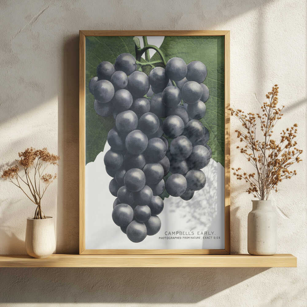 Campbell's Early Grape Lithograph Art Print UK — Botanical Vibrant Wall Art — Kitchen — Wall It All Prints