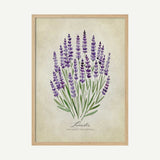 Purple Lavender Botanical Art Print UK — Botanical Fresh Wall Art — Kitchen — Wall It All Prints